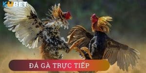 Khám phá thế giới đá gà trực tuyến: Trải nghiệm tại Sunwin