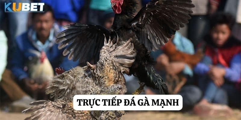 Trải nghiệm đỉnh cao: Trực tiếp đá gà mạnh tại Sunwin