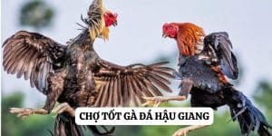 Hành trình thú vị: Khám phá chợ gà đá Hậu Giang trên Sunwin