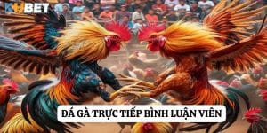 Trải nghiệm đỉnh cao: Đá gà trực tiếp bình luận viên tại Sunwin