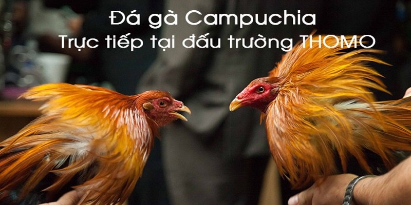 Chi tiết về trò chơi đá gà trực tiếp campuchia