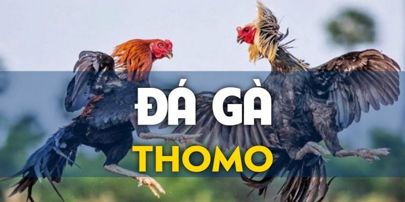 Cá cược đá gà Thomo vi phạm pháp luật không?