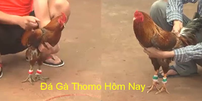 Đá gà cựa sắt thomo Là Gì?