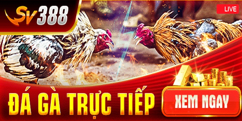 Đá gà SV388 -Địa điểm đá gà trực tiếp số 1 Việt Nam