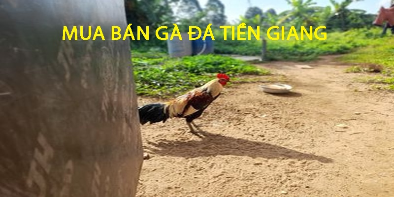 Địa chỉ chợ tốt gà đá Tiền Giang uy tín