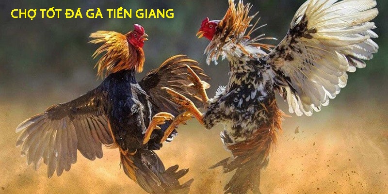 Tổng quan về chợ tốt gà đá Tiền Giang