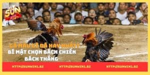 Gà màu gì đá hay nhất