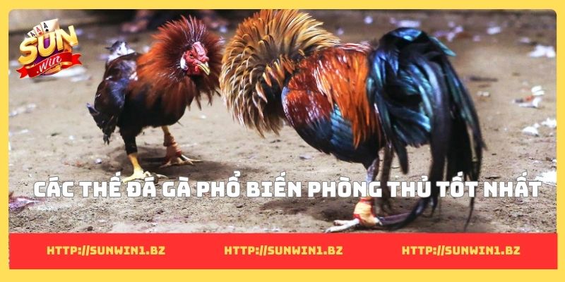 Các thế đá gà phổ biến phòng thủ tốt nhất